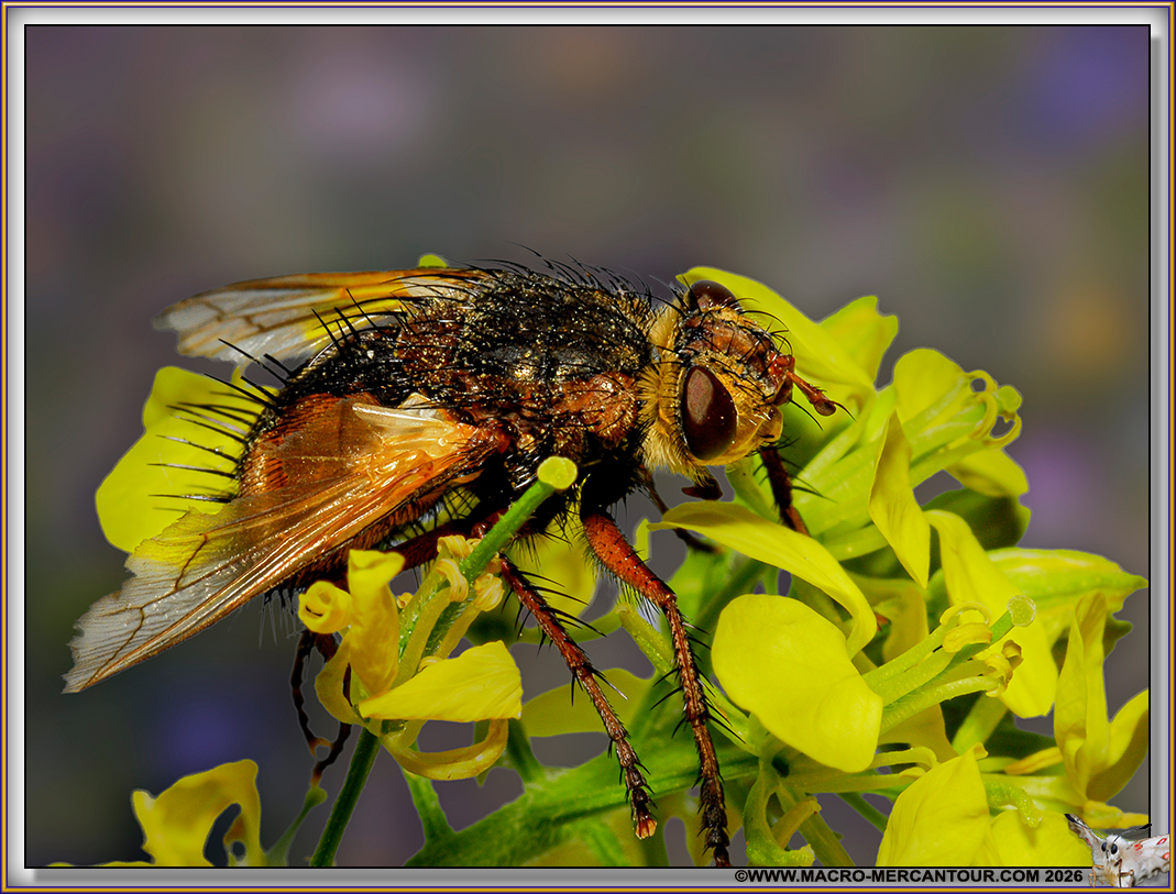 TACHINAIRE HERISSONNE